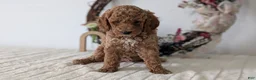 Miniature Poodle dogs for sale: Sparky - Ad 4