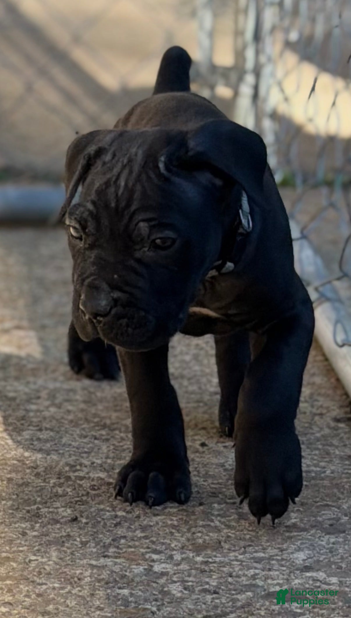 Cane Corso dogs for sale: Cane Corso (Grey) - Ad 1