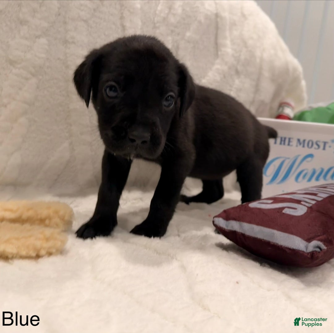 Cane Corso dogs for sale: Athena ( Dark Blue) - Ad 3