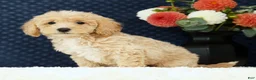 Bichpoo dogs for sale: Elsa - Ad 8