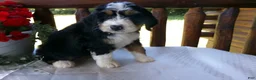 Mini Bernedoodle dogs for sale: Bella - Ad 7