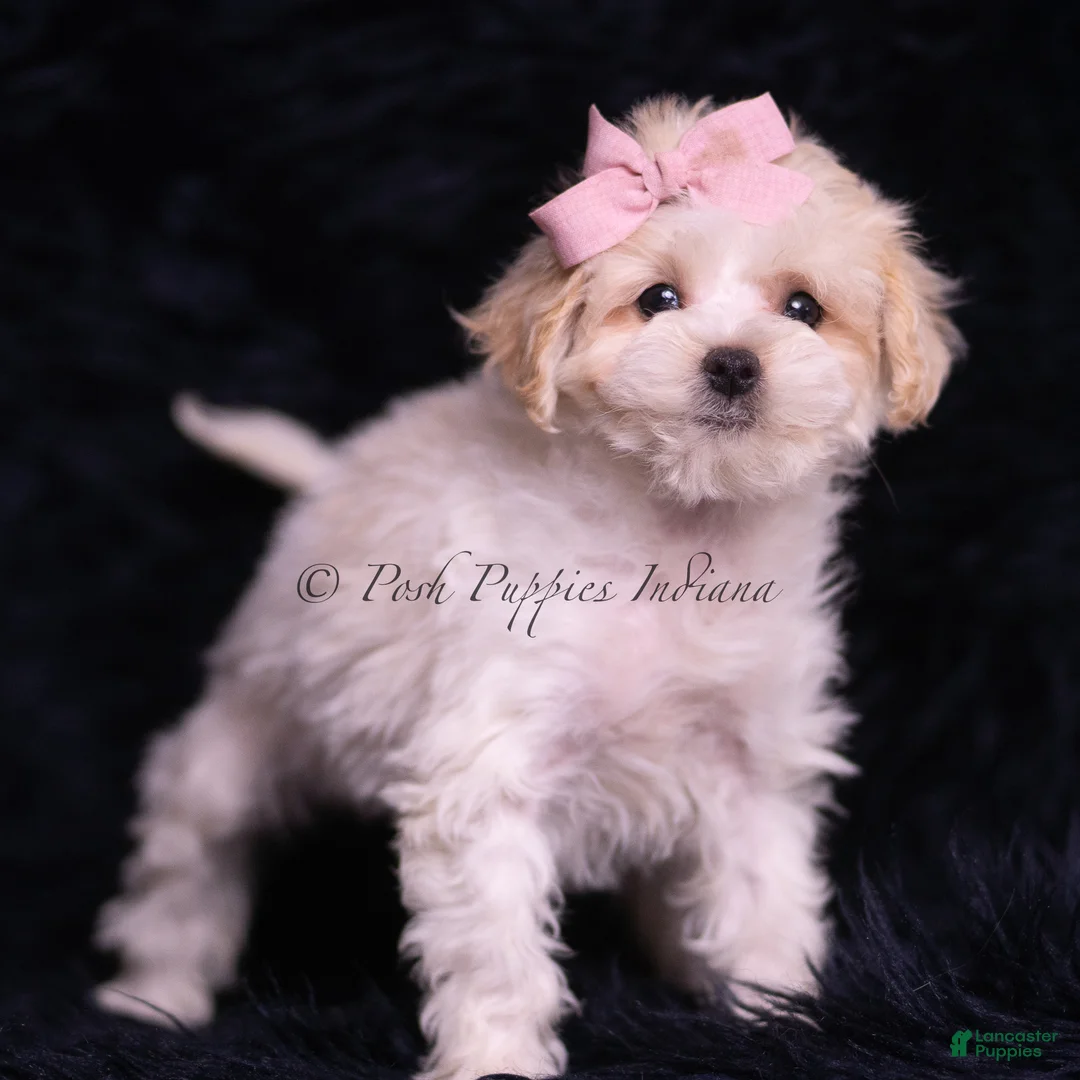 Maltipoo dogs for sale: Miley - Ad 4