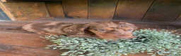 Miniature Dachshund dogs for sale: Franky - Ad 10