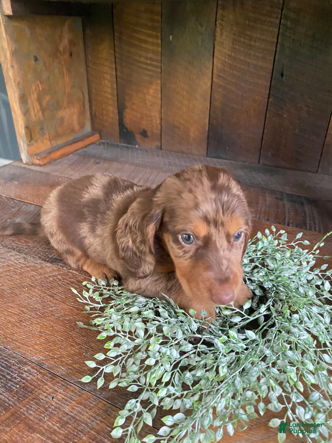 Miniature Dachshund dogs for sale: Franky - Ad 10