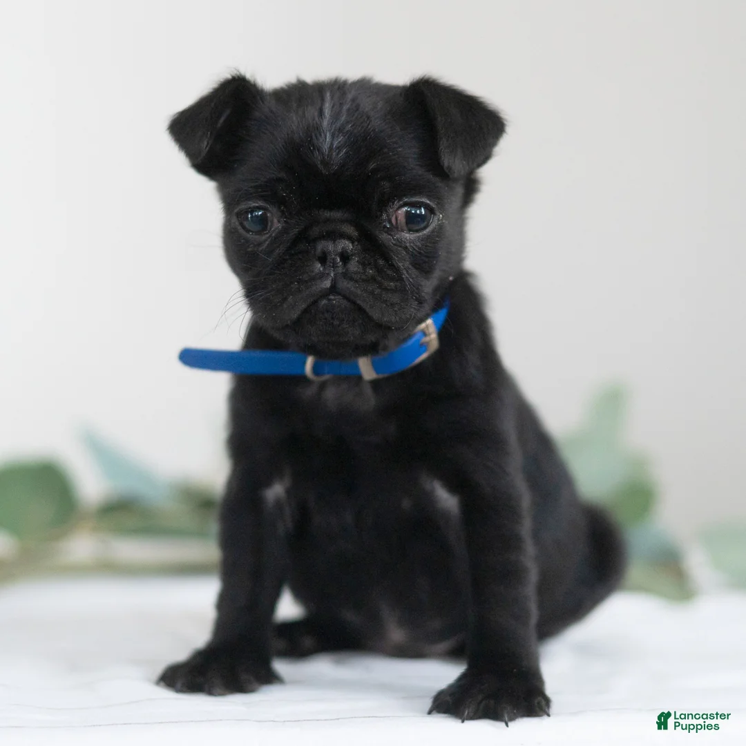 Pug dogs for sale: Titus  - Ad 3