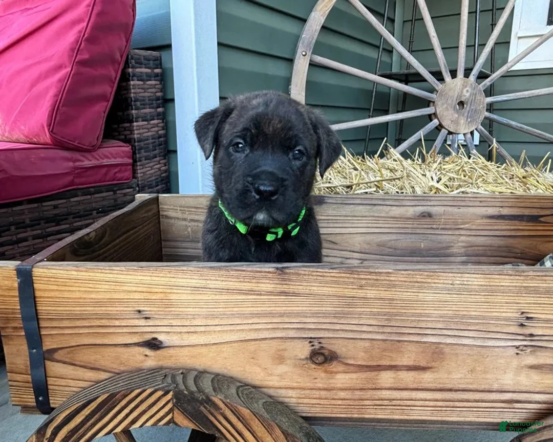 Mixed Breed dogs for sale: Light Green - Ad 1