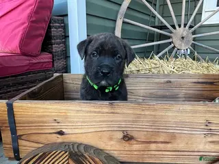 Mixed Breed dogs Light Green - Ad 12