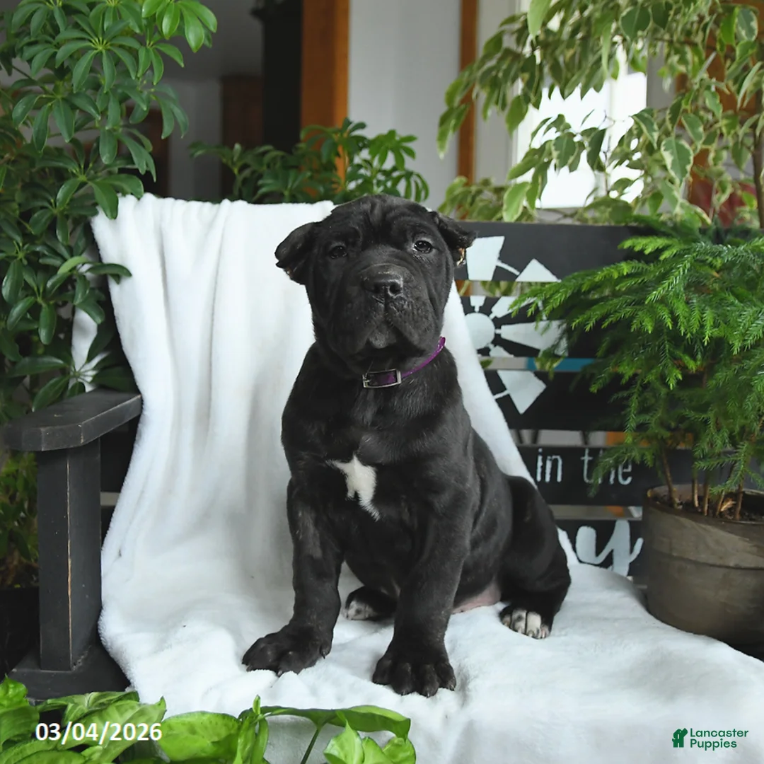 Cane Corso dogs for sale: Bear - Ad 2