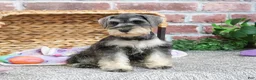 Miniature Schnauzer dogs for sale: Maria  - Ad 5
