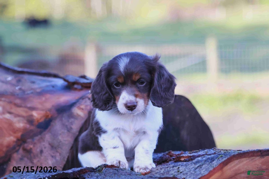 Miniature Dachshund dogs for sale: Mandi - Ad 7