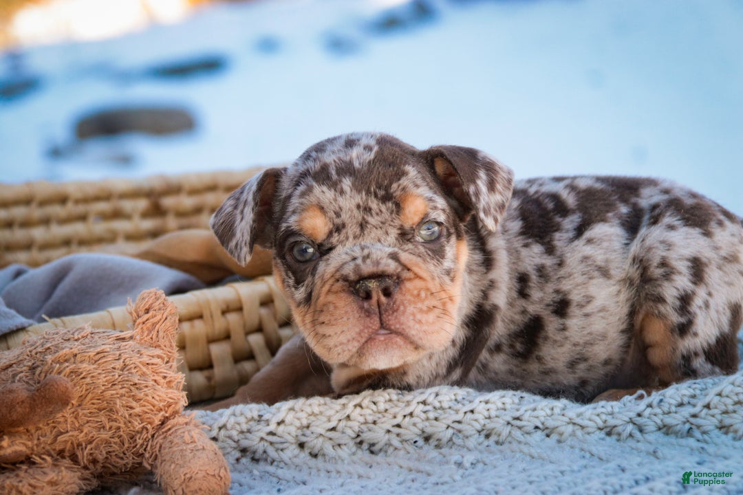 English Bulldog dogs for sale: Gaston - Ad 4