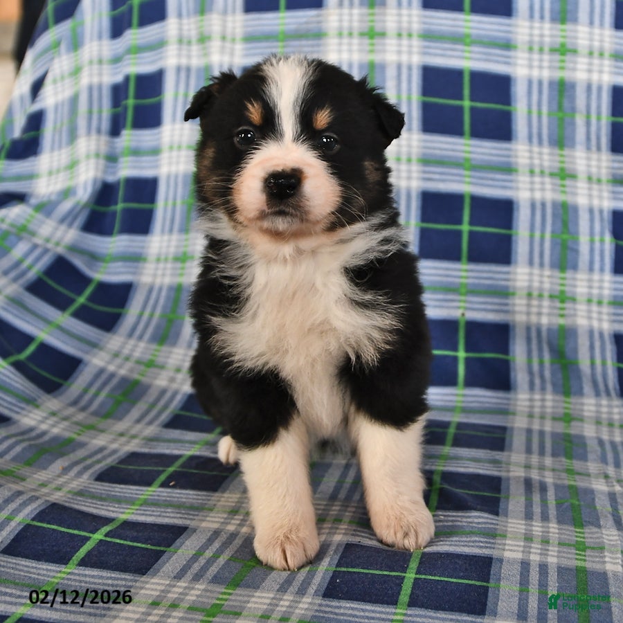 Australian Shepherd dogs Marigold - Ad 2