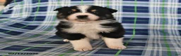 Australian Shepherd dogs for sale: Marigold - Ad 2