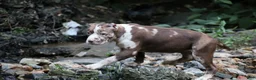 American Bully dogs for sale: Polaris - Ad 27