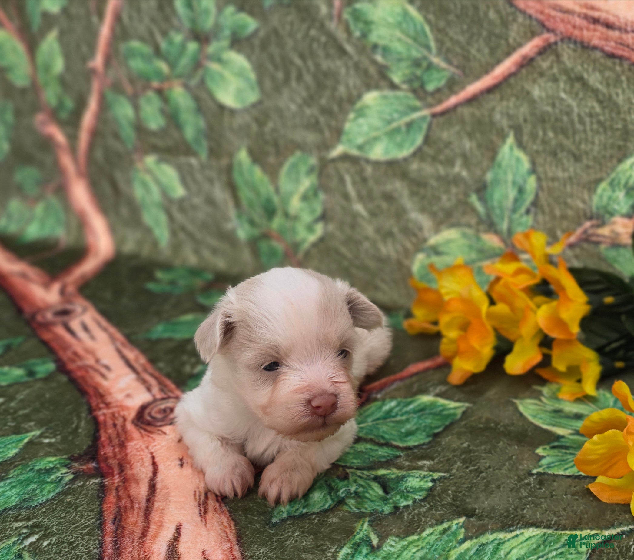 Mixed Breed dogs Blanca - Ad 1