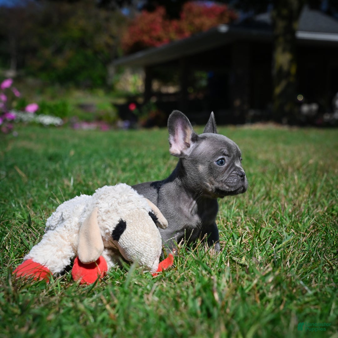 French Bulldog dogs for sale: Charlie - Ad 9