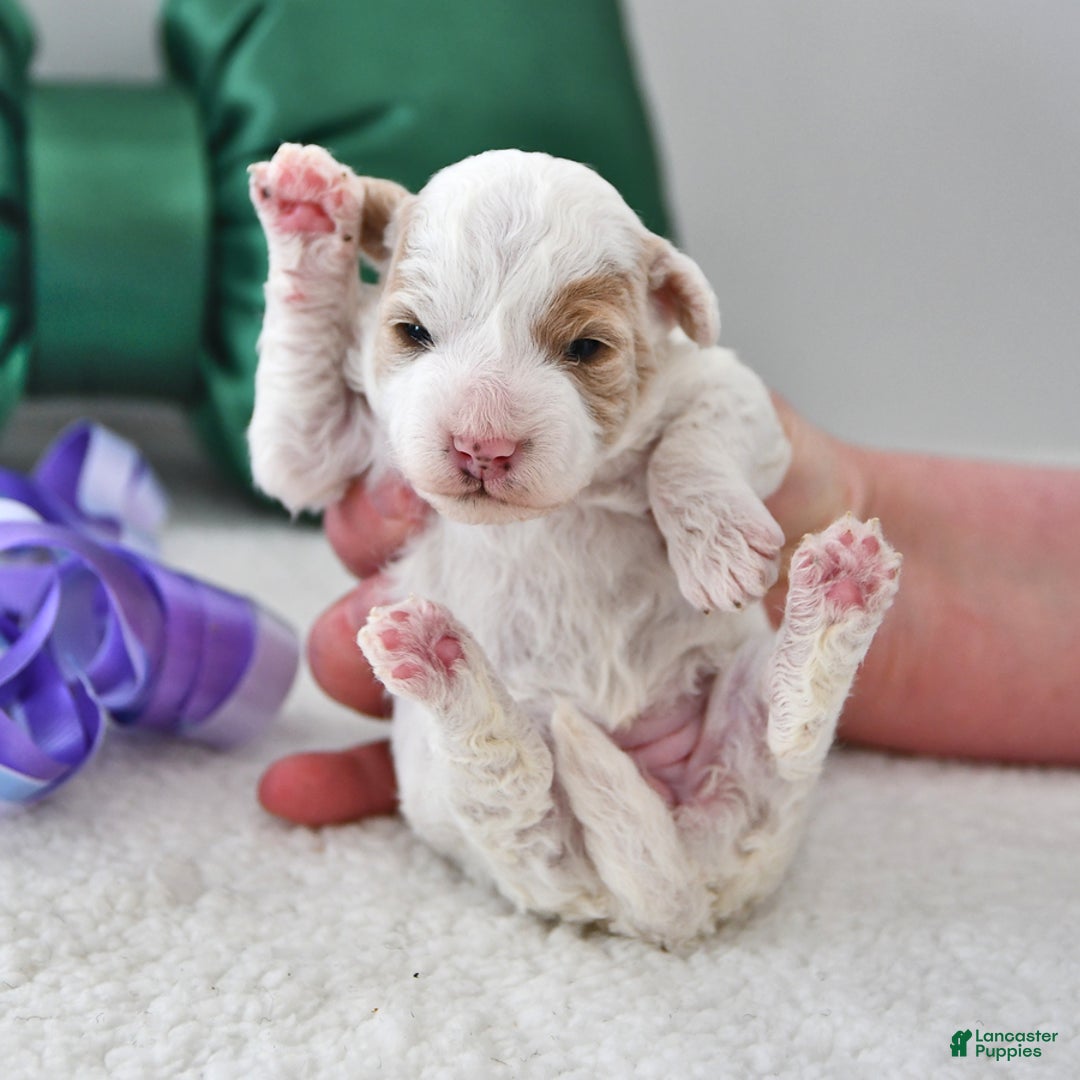 Mini Goldendoodle dogs for sale: Piper - Ad 3