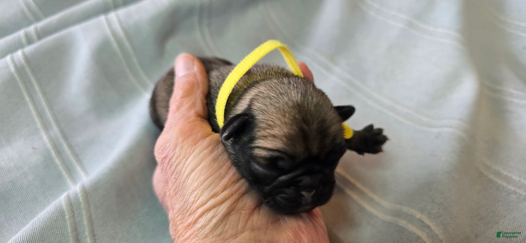 Pug dogs for sale: Jeannie - Ad 8