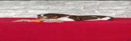 Beabull dogs for sale: Rosie - Ad 6