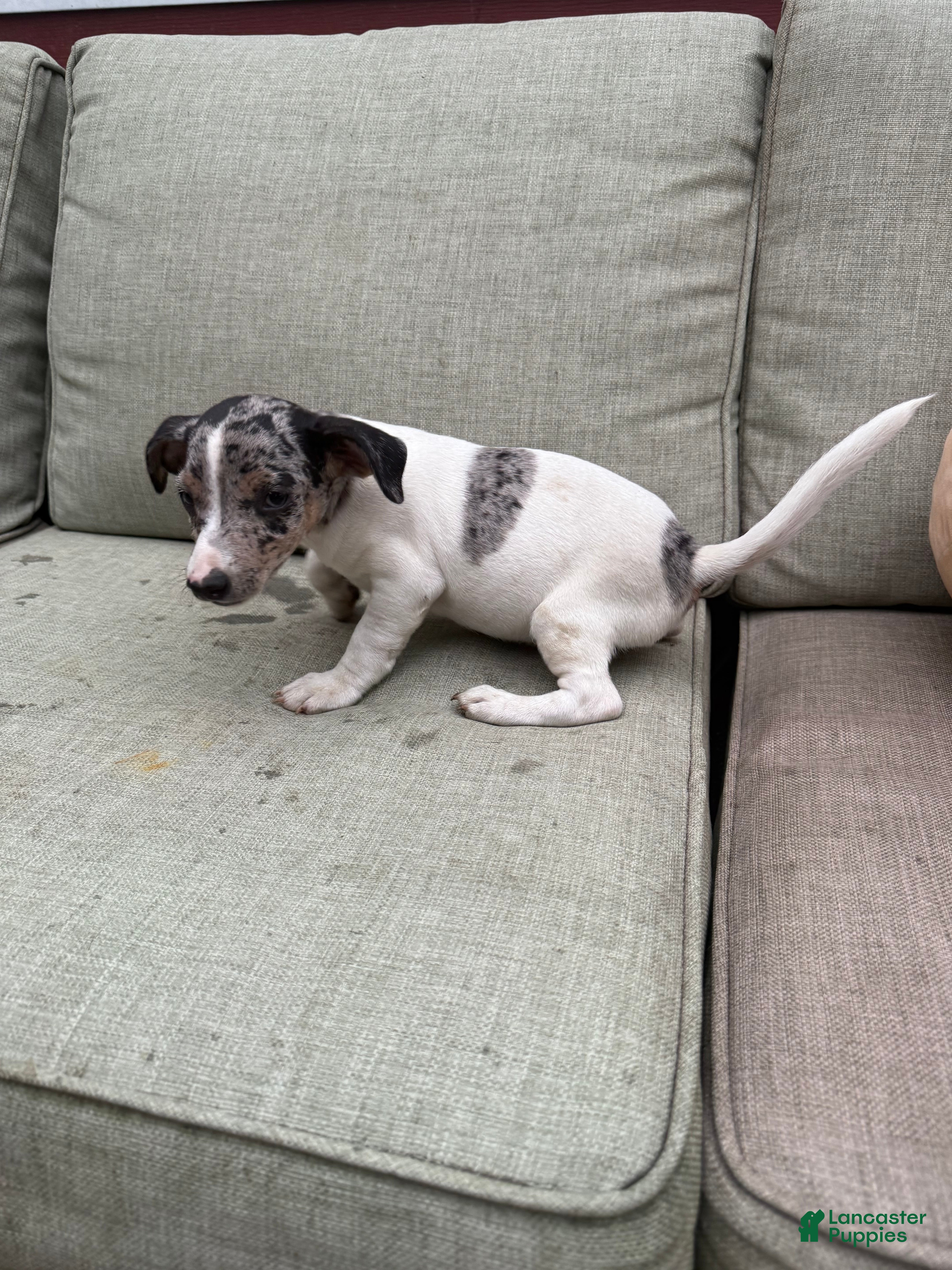 Jack Russell Terrier dogs Bluey - Ad 2