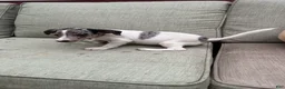 Jack Russell Terrier dogs for sale: Bluey - Ad 2