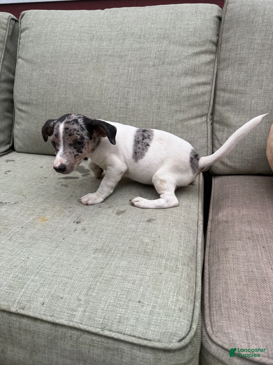 Jack Russell Terrier dogs for sale: Bluey - Ad 2