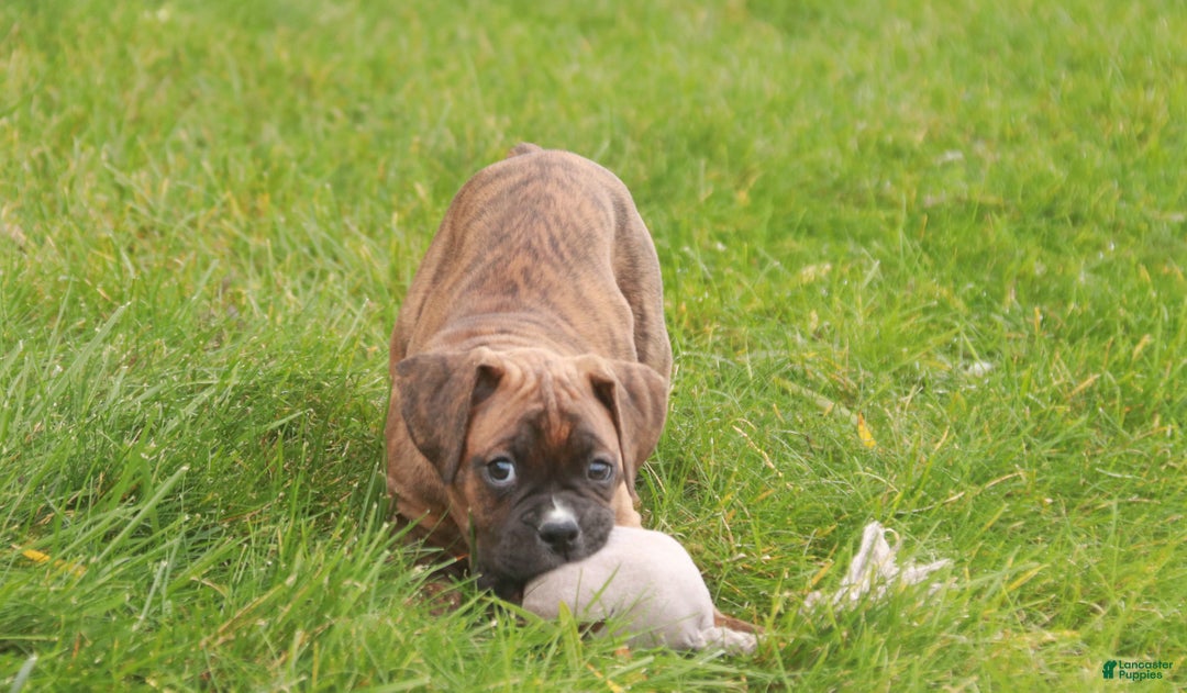 Boxer dogs for sale: Tucker - Ad 7