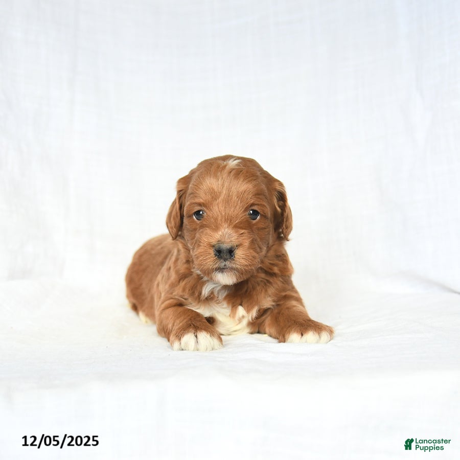 Mini Goldendoodle dogs Leo - Ad 20