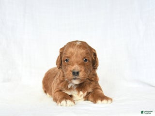 Mini Goldendoodle dogs Leo - Ad 37