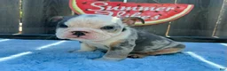 English Bulldog dogs for sale: Zully - Ad 3