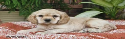 Cocker Spaniel dogs for sale: Milo - Ad 4