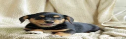Mixed Breed dogs for sale: Olive - Ad 5