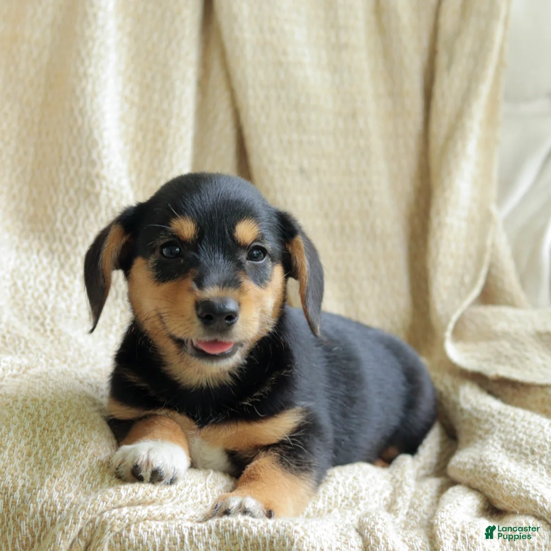 Mixed Breed dogs for sale: Olive - Ad 5