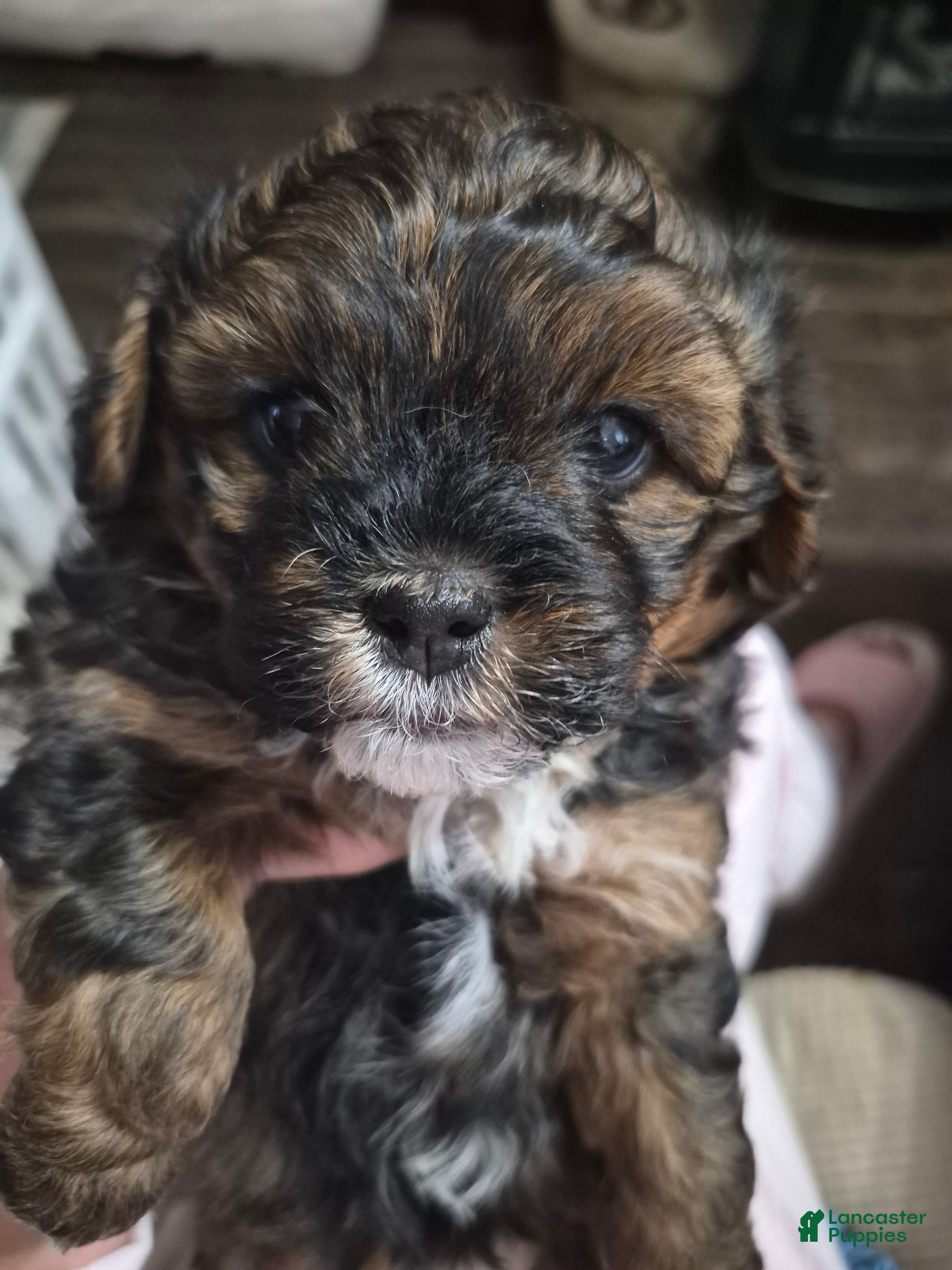 Mixed Breed dogs Mixed Breed 1 - Ad 3