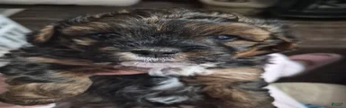 Mixed Breed 1