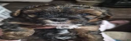 Mixed Breed dogs for sale: Mixed Breed 1 - Ad 1