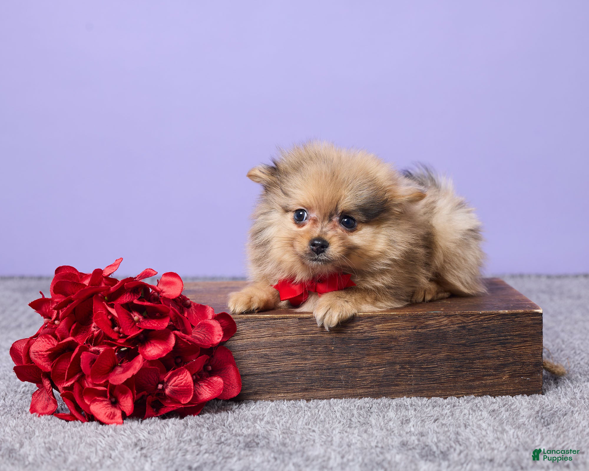 Pomeranian dogs Danny - Ad 22