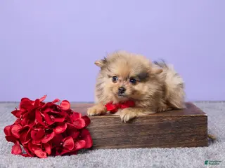 Pomeranian dogs Danny - Ad 22