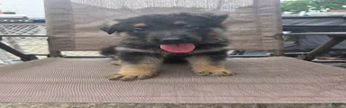Maximus