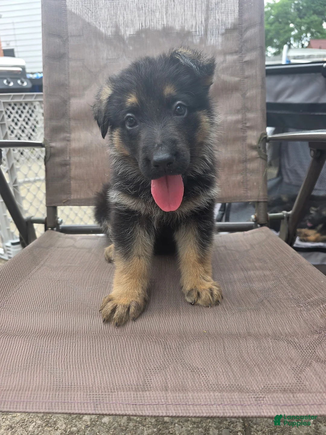 German Shepherd dogs for sale: Maximus - Ad 1