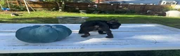 French Bulldog dogs for sale: Bella - Ad 4