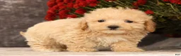 Havapoo dogs for sale: Rex - Ad 7