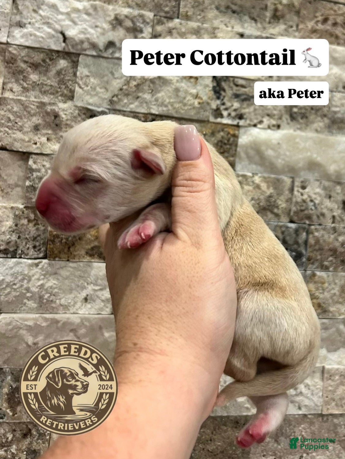 Labrador Retriever dogs for sale: Peter Cottontail - Ad 3