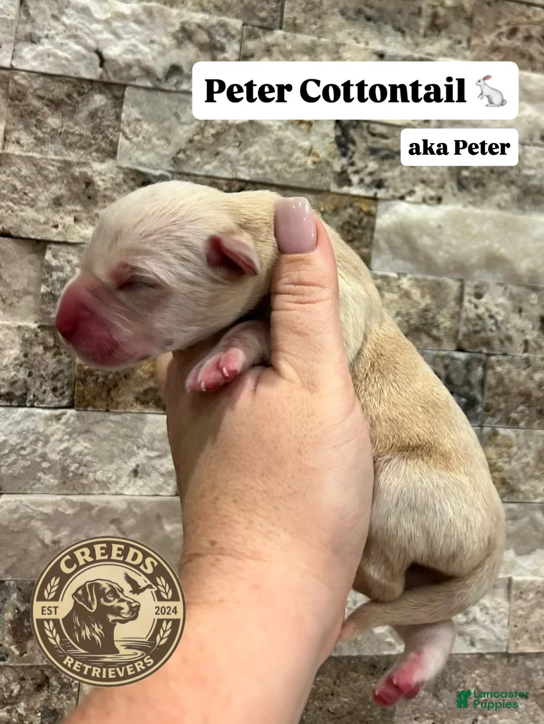Labrador Retriever dogs for sale: Peter Cottontail - Ad 1