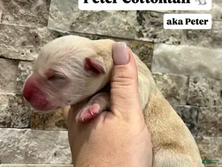 Labrador Retriever dogs for sale: Peter Cottontail - Ad 3