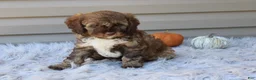 Cavapoo dogs for sale: Jaxson - Ad 6