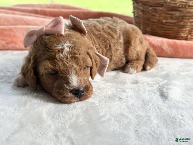 Mini Goldendoodle dogs Roseann - Ad 2