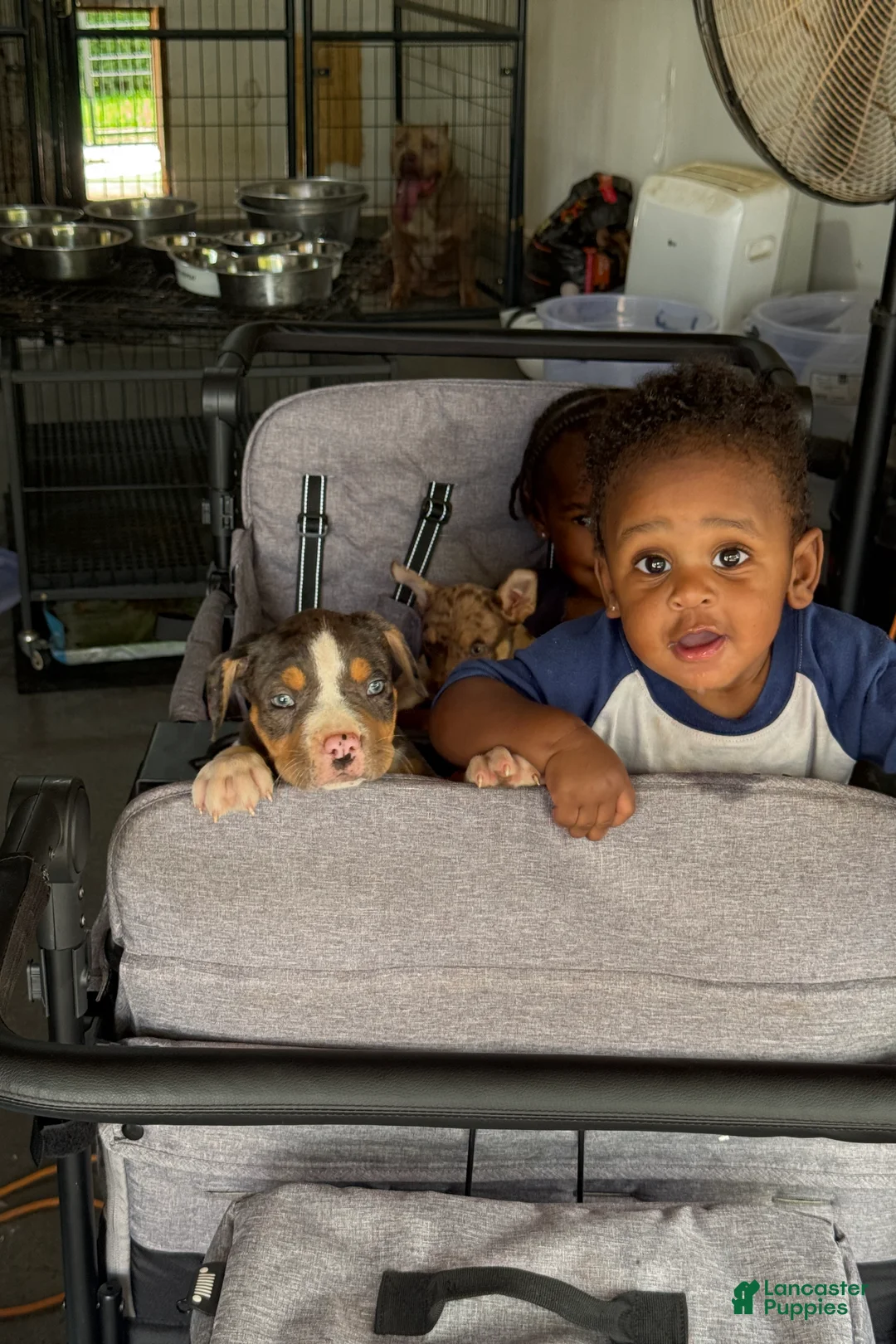 American Bully dogs for sale: Koba - Ad 2