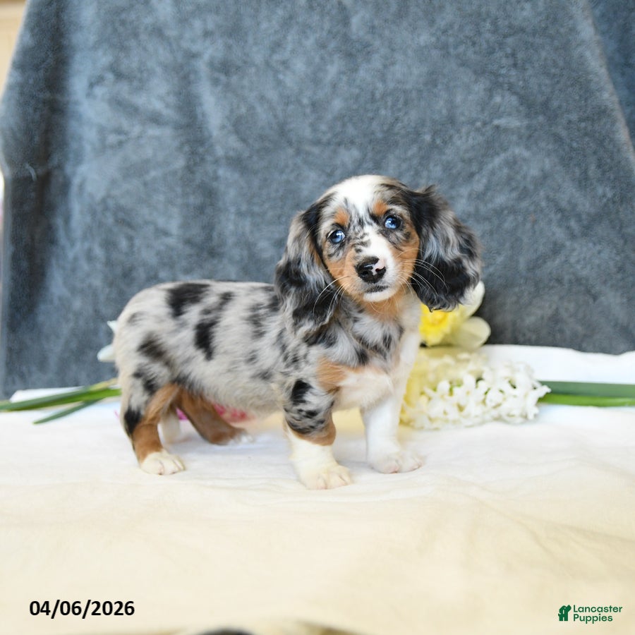 Miniature Dachshund dogs Ember - Ad 1