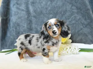 Miniature Dachshund dogs for sale: Ember - Ad 1